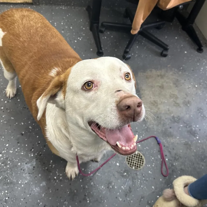 An adult extra large-sized male Brown / Chocolate Mixed Breed dog named Tyrion for adoption in Columbiana, AL