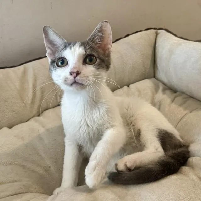 A baby medium-sized male Tabby (Gray / Blue / Silver) Tabby cat named Matty for adoption in Churchville, PA