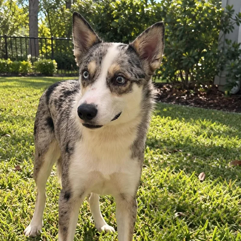 A young medium-sized male Gray / Blue / Silver Husky dog named Lobito for adoption in LOXAHATCHEE, FL