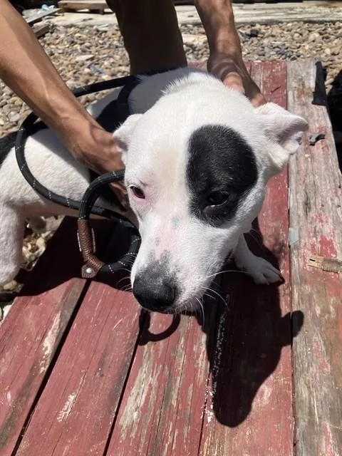 A young medium-sized female Pit Bull Terrier dog named Sadie for adoption in Corpus Christi, TX