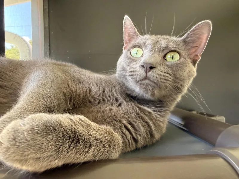 A baby medium-sized male Domestic Short Hair cat named Jax for adoption in Hamilton, OH