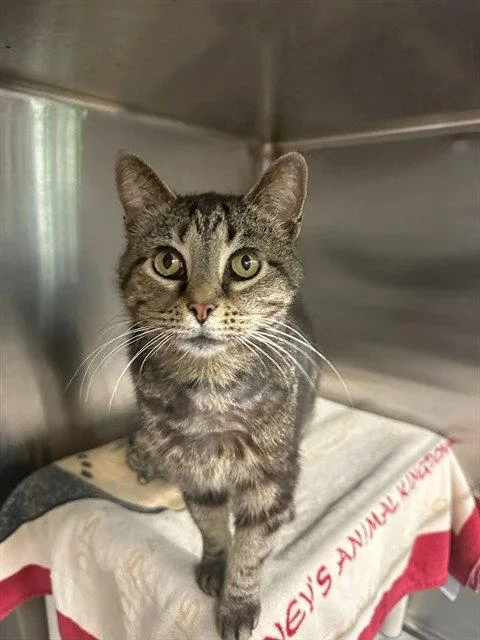 An adult medium-sized female Brown / Chocolate Domestic Short Hair cat named Cecelia for adoption in Tavares, FL
