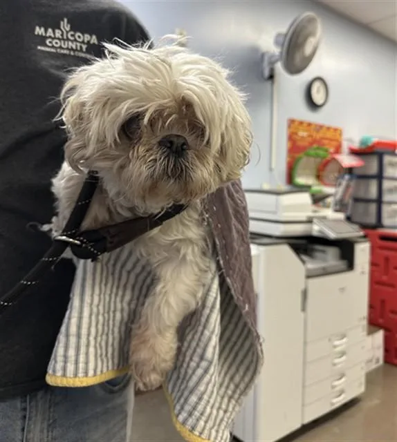 An adult small-sized male Shih Tzu dog named Bailey for adoption in Phoenix, AZ