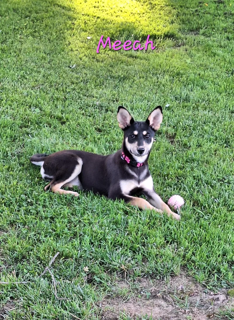 A baby small-sized female Black Carolina Dog dog named Meeah for adoption in Stanton, KY