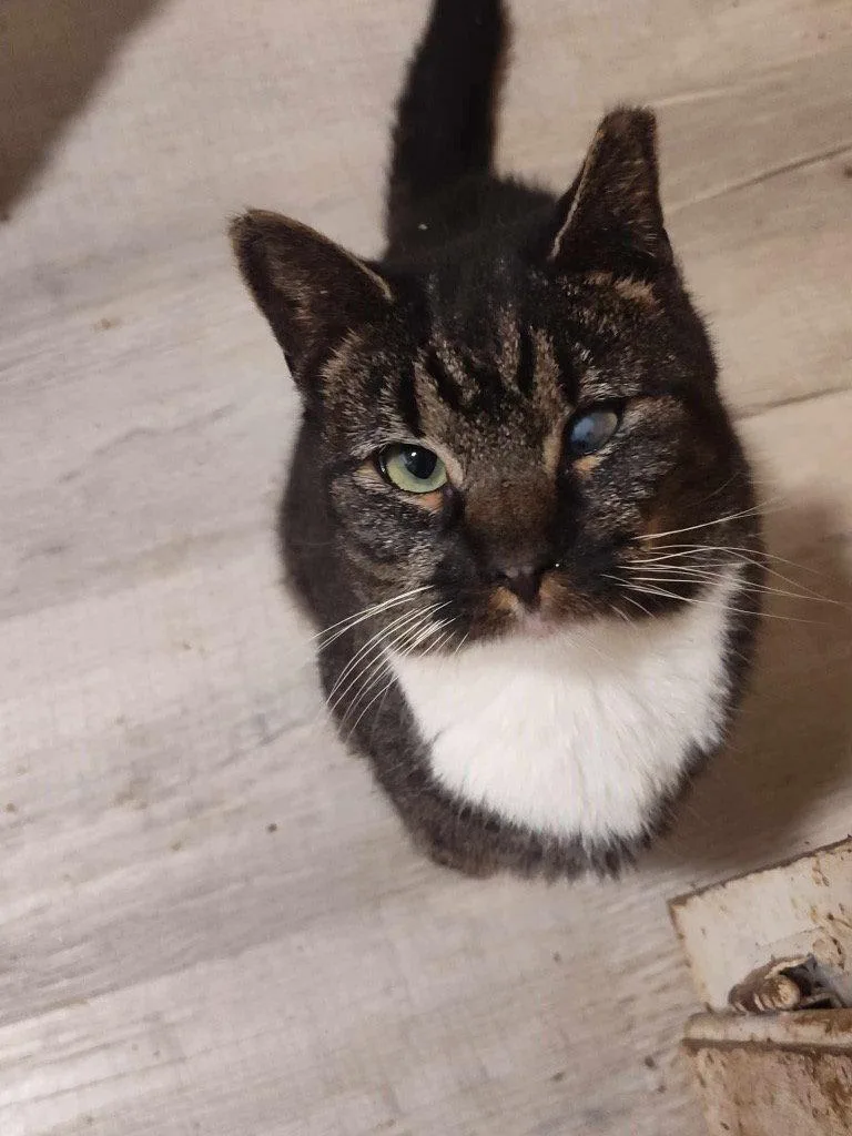An adult medium-sized male Domestic Short Hair cat named Tippy Toes for adoption in Cromwell, KY