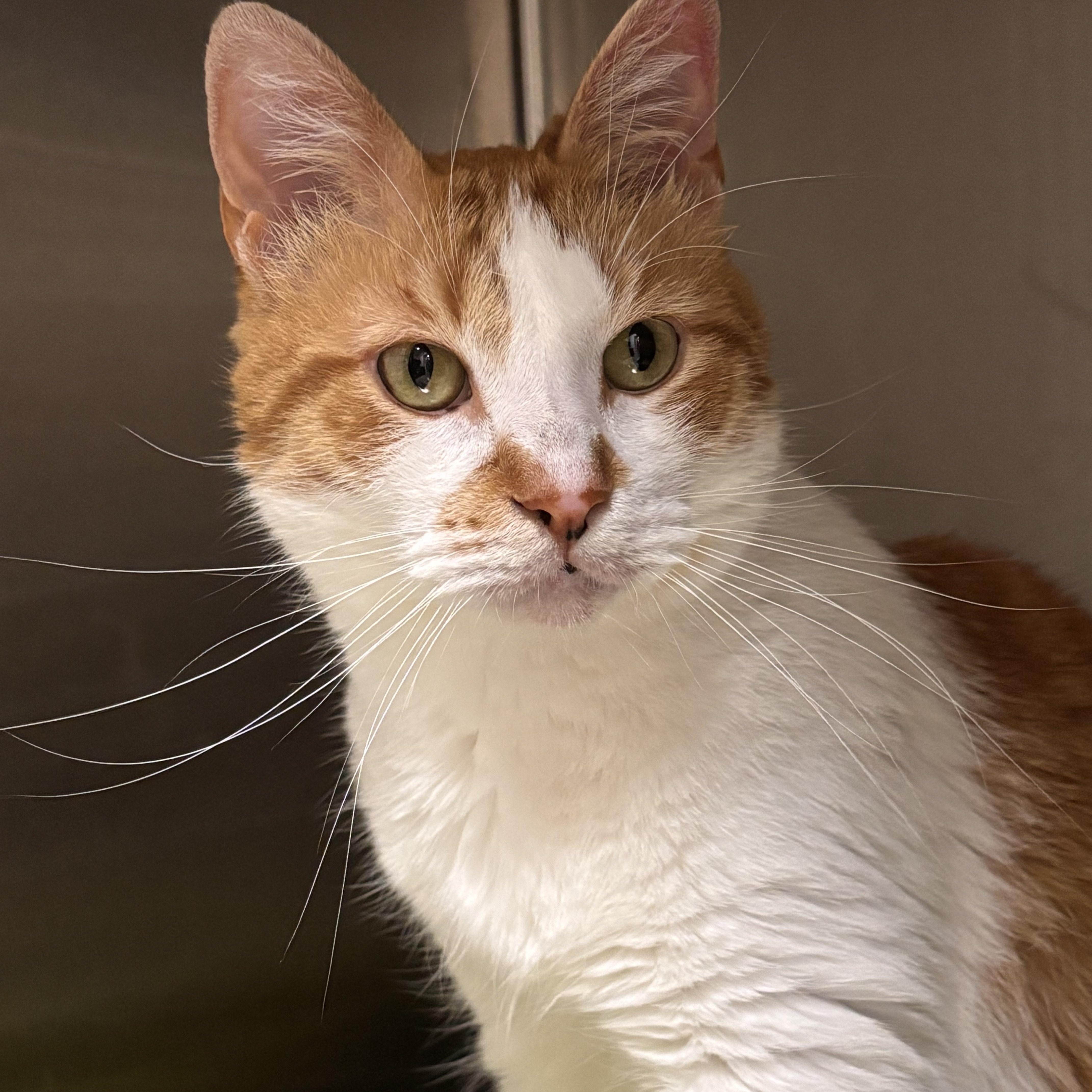 An adult large-sized male Orange & White Domestic Short Hair cat named Gable for adoption in Collierville, TN