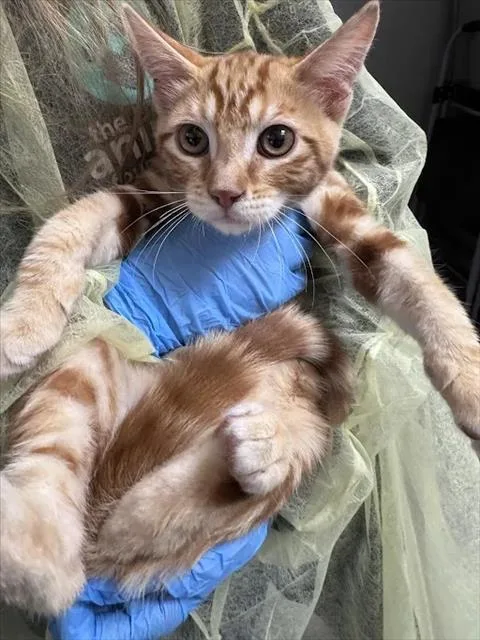 A baby small-sized male Domestic Short Hair cat named Merlin for adoption in Las Vegas, NV