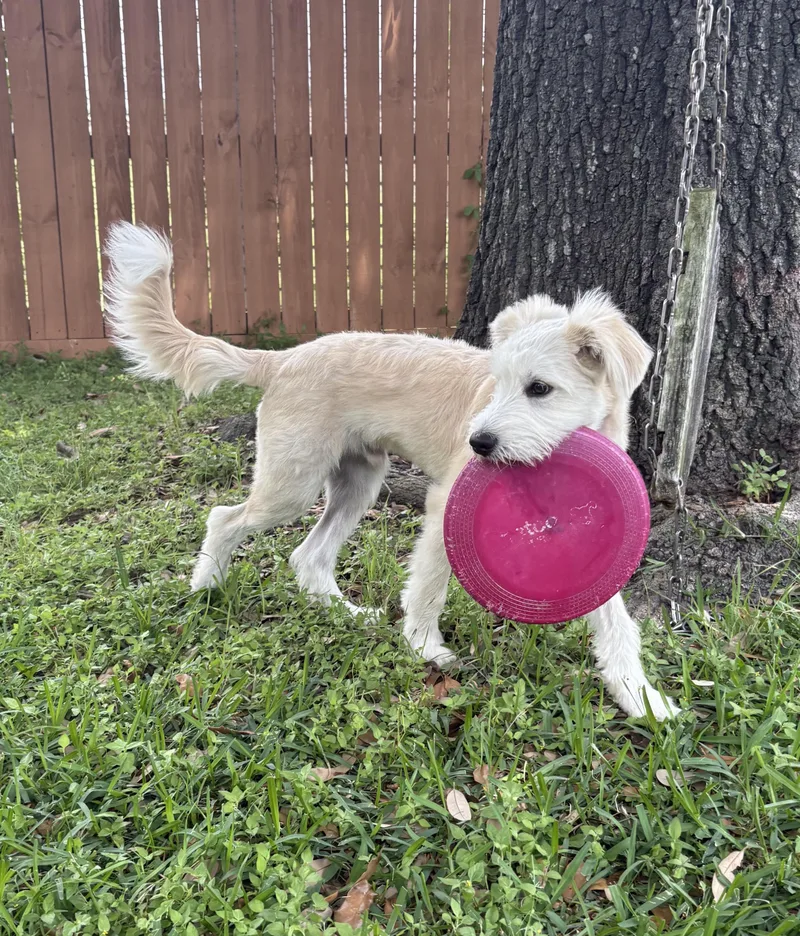 A baby medium-sized male Terrier dog named Ocean for adoption in Tomball, TX