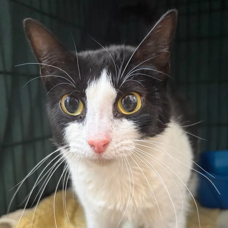 An adult medium-sized female Domestic Short Hair cat named Posy for adoption in Cumming, GA