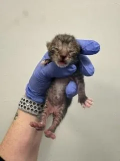 A baby small-sized male Domestic Short Hair cat named Mickey for adoption in Miami, FL