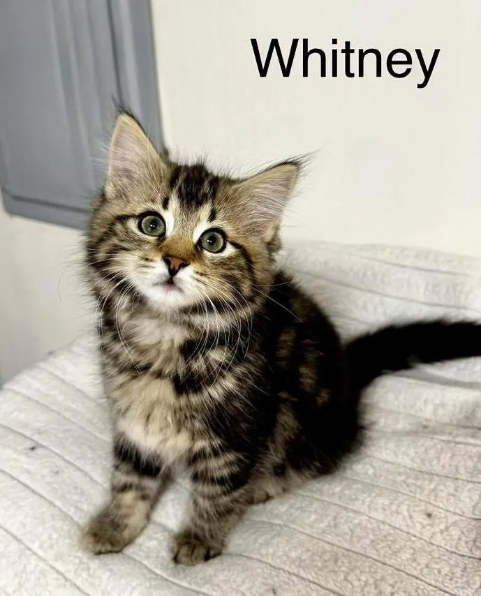A baby medium-sized female Tabby (Tiger Striped) Domestic Medium Hair cat named Whitney for adoption in Breinigsville, PA