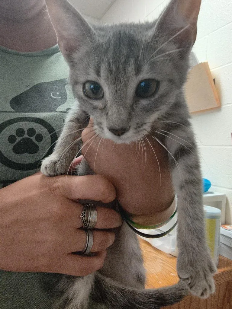 A baby small-sized female Domestic Short Hair cat named Pintel for adoption in Brownwood, TX
