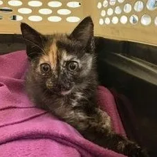 A baby medium-sized female Tortoiseshell Domestic Short Hair cat named Izzy for adoption in Charleston, SC