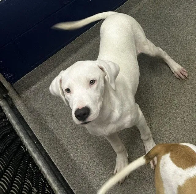 A young medium-sized male Mixed Breed dog named Frosty mo for adoption in Sterling, MA