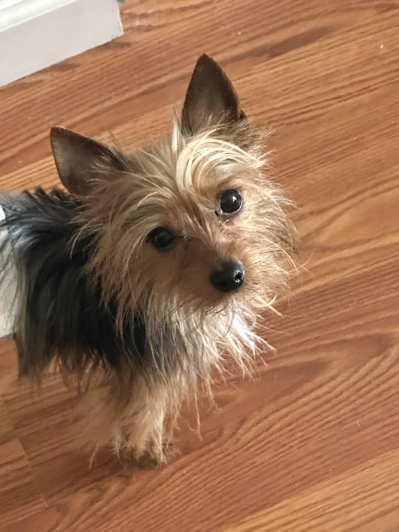 A young small-sized male Tricolor (Brown, Black, & White) Yorkshire Terrier dog named Chip for adoption in Tampa, FL