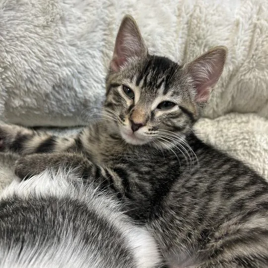 A baby small-sized male Brown / Chocolate Domestic Short Hair cat named Crockpot and Pray for adoption in Davenport, IA