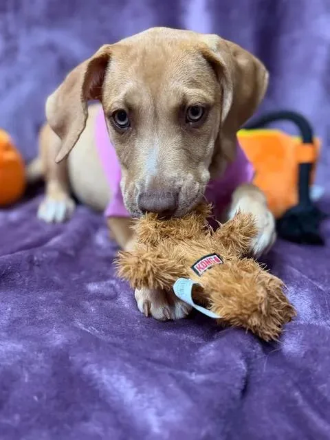 A young medium-sized female Apricot / Beige Hound dog named Misty for adoption in Munfordville, KY