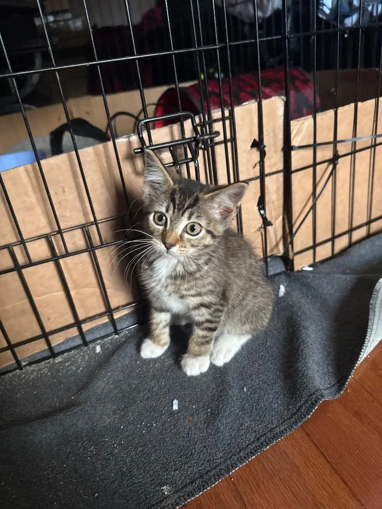 A baby small-sized female Domestic Short Hair cat named Quintessa for adoption in Orlando, FL