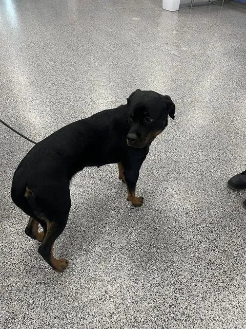 A young medium-sized female Rottweiler dog named Lady Bug for adoption in Palmetto, FL