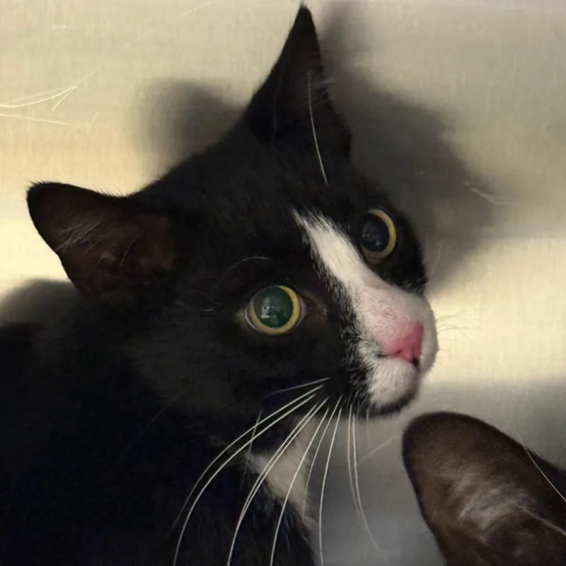 A young medium-sized male Domestic Short Hair cat named Crow for adoption in Winston-Salem, NC