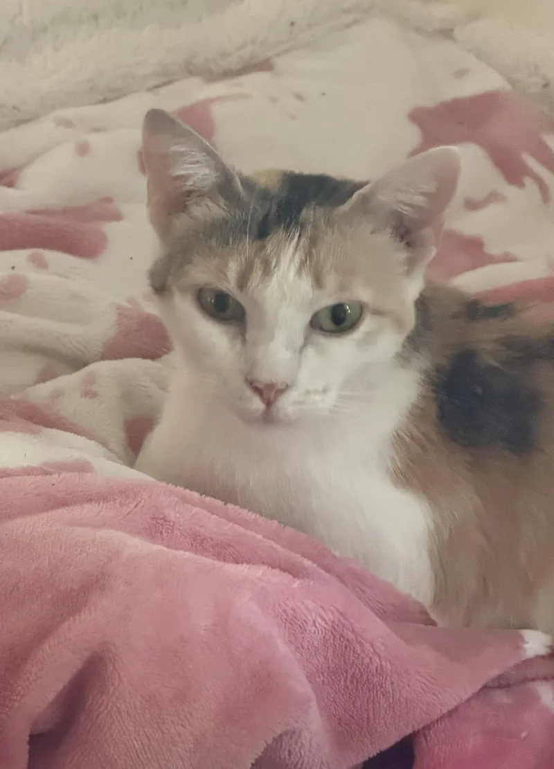 An adult medium-sized female Calico Domestic Short Hair cat named Louis for adoption in Kirklin, IN