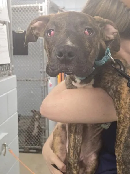 A young medium-sized male Pit Bull Terrier dog named Ricardo for adoption in Millersville, MD
