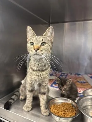 An adult medium-sized female Domestic Short Hair cat named Lotus for adoption in Lafayette, IN