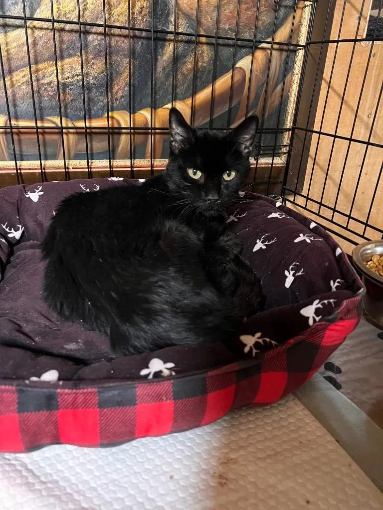 A young medium-sized male Black Domestic Medium Hair cat named Chapman for adoption in Mira Loma, CA