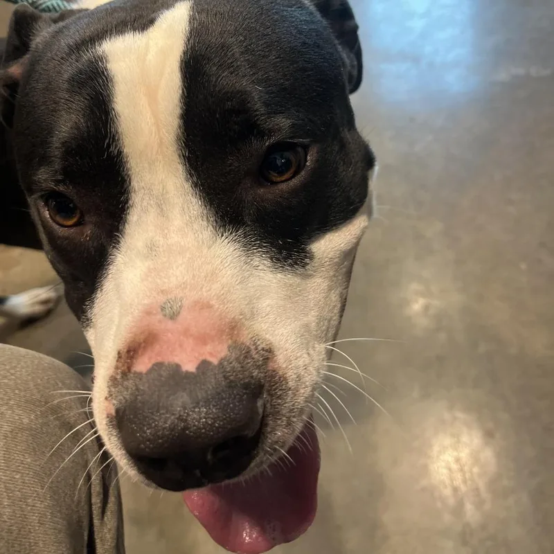 A young large-sized male Black Pit Bull Terrier dog named Domingo for adoption in Matteson, IL