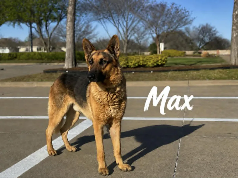 Max S thumbnail 3