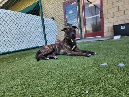 An adult medium-sized male Mixed Breed dog named Benito for adoption in Independence, MO