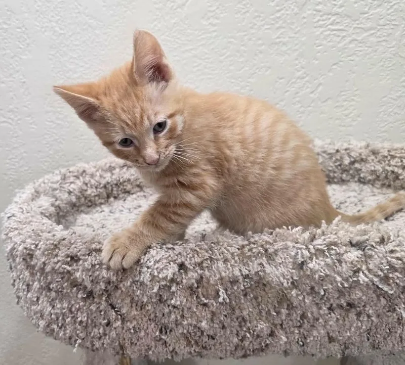 A baby small-sized male Domestic Short Hair cat named Hotcake for adoption in Fond Du Lac, WI
