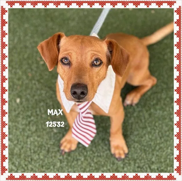 A young small-sized male Yellow / Tan / Blond / Fawn Dachshund dog named Max for adoption in Marietta, GA