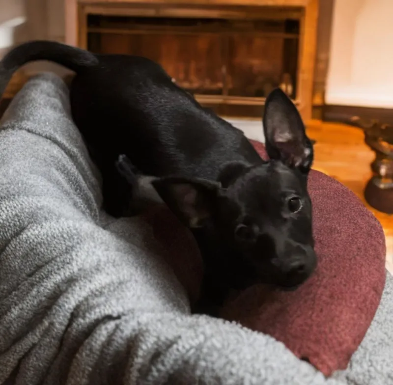 A baby small-sized male Black Chiweenie dog named Bill for adoption in San Antonio, TX