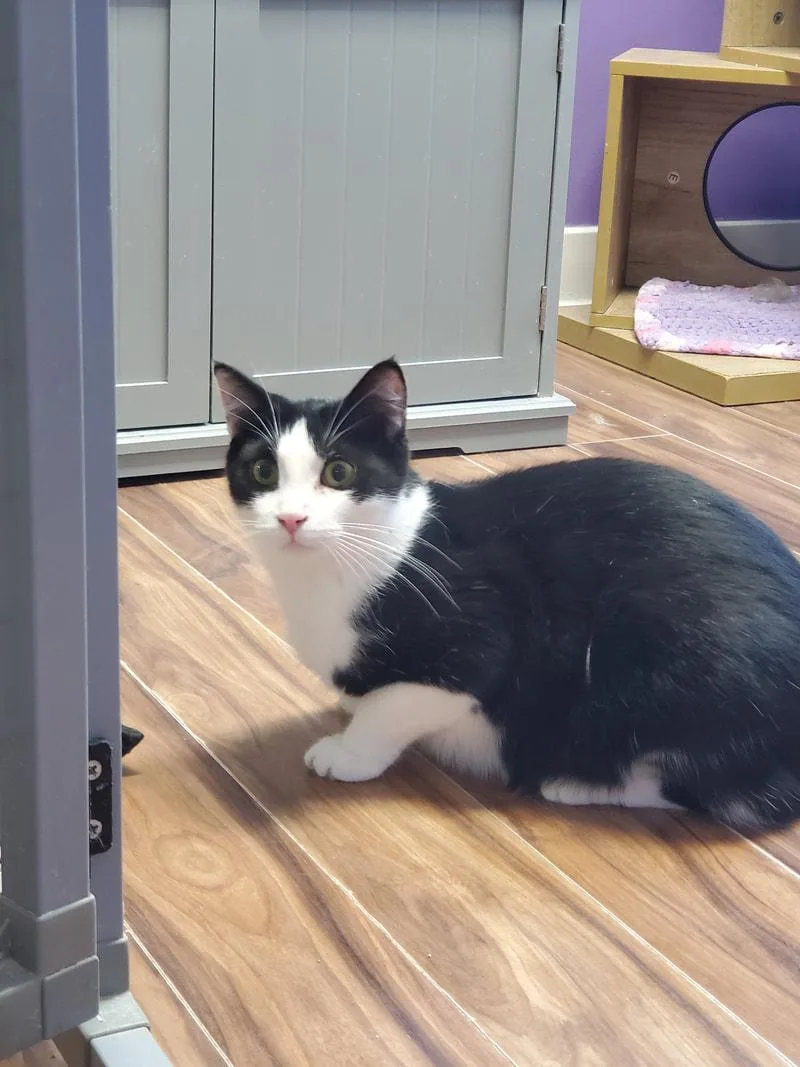 A young medium-sized male Black & White / Tuxedo Domestic Short Hair cat named Nick Fury for adoption in Kalamazoo, MI