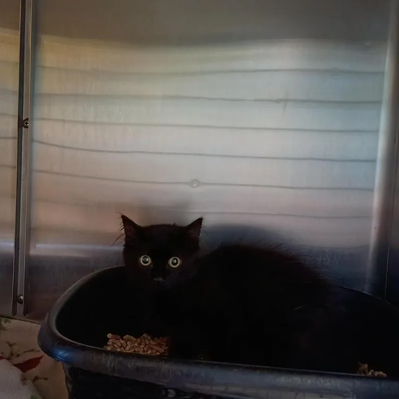 Figaro