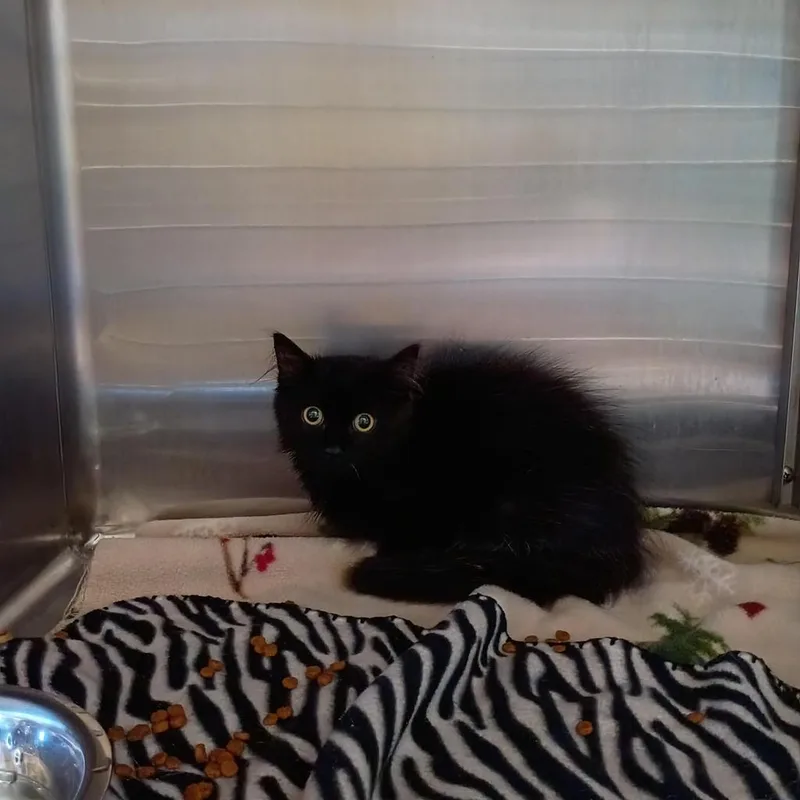 Figaro thumbnail 2