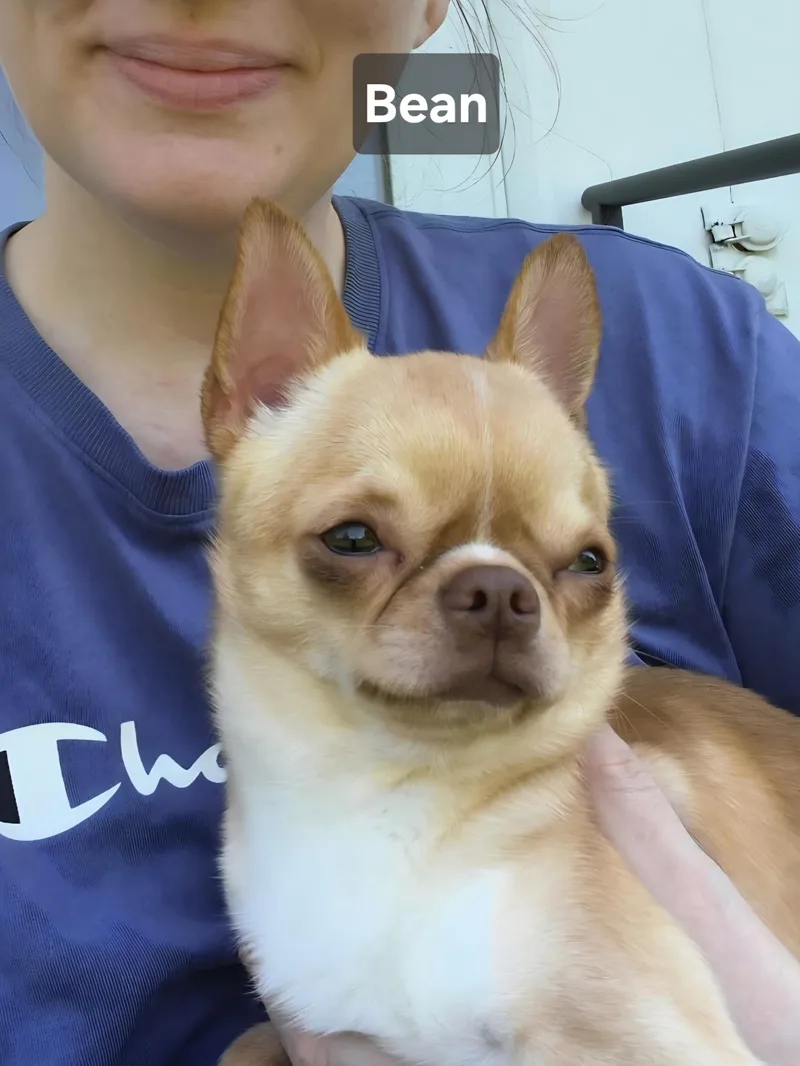Bean thumbnail 2