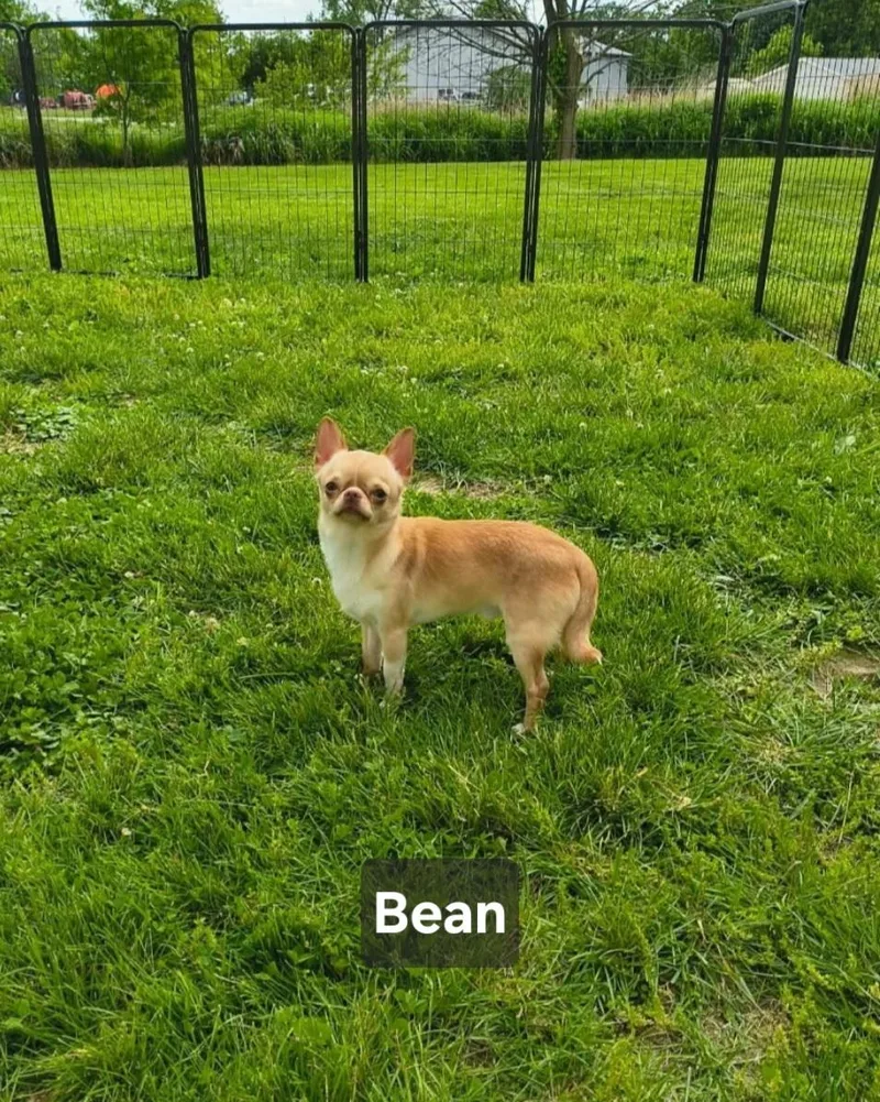 Bean thumbnail 4