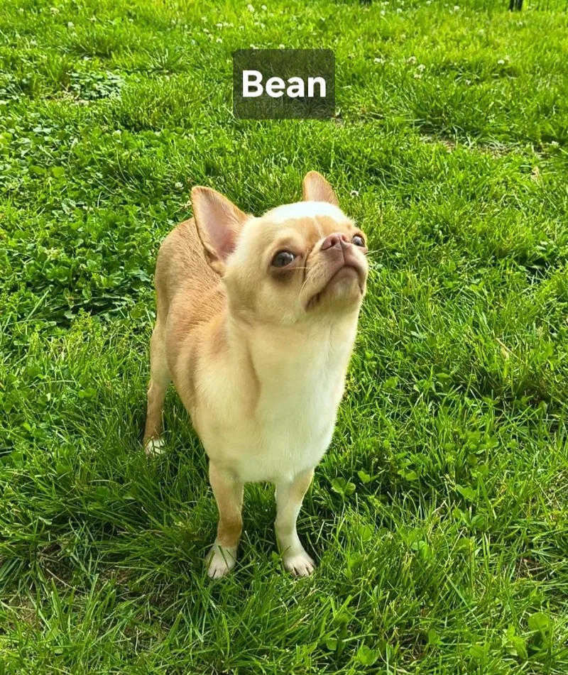 Bean thumbnail 5