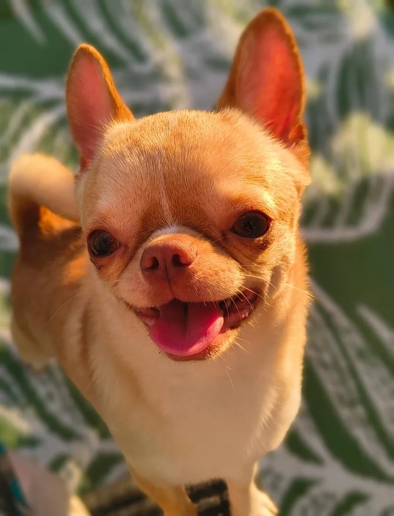 Bean thumbnail 6