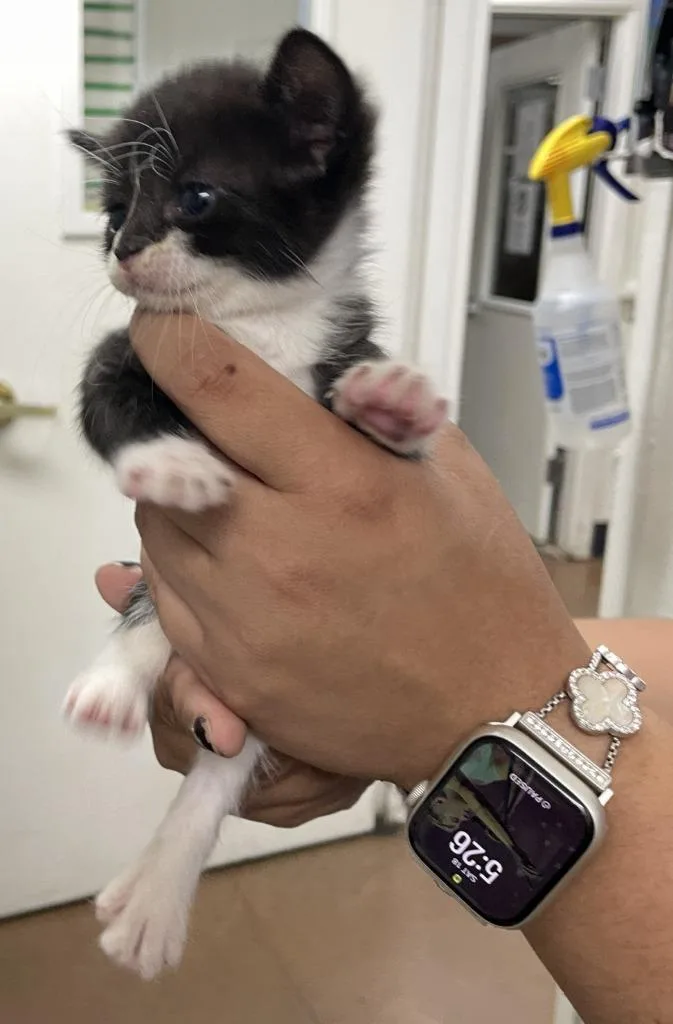 A baby small-sized female Domestic Short Hair cat named Sally for adoption in Chico, CA