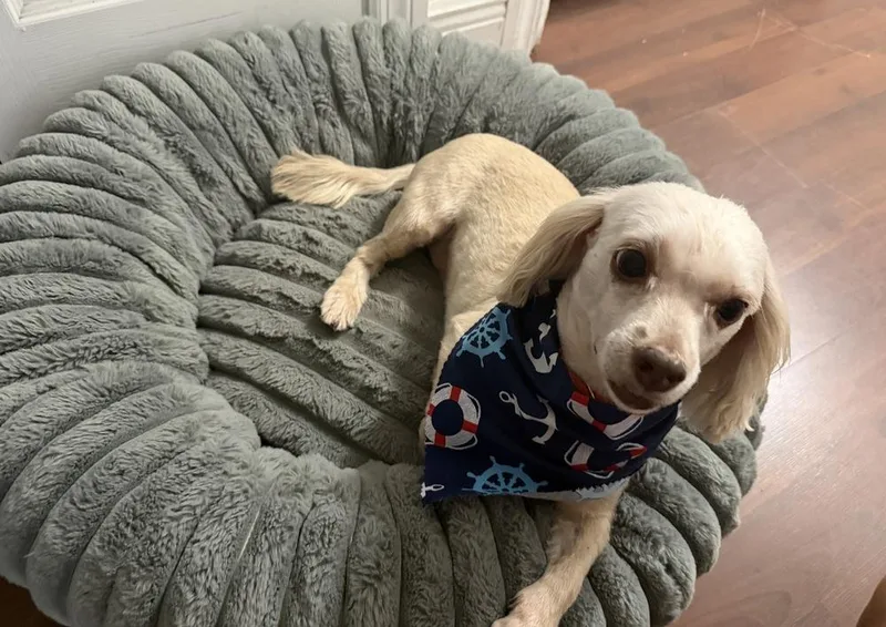 An adult small-sized male Poodle dog named Charlie for adoption in Palm Bay , FL