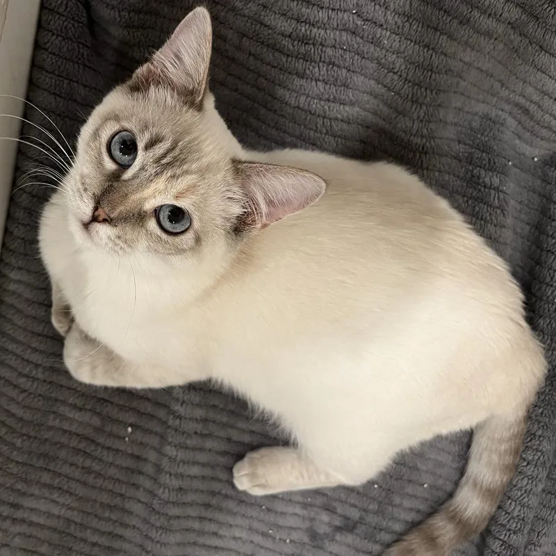 An adult small-sized female Tortoiseshell Siamese cat named Salt for adoption in Los Angeles, CA