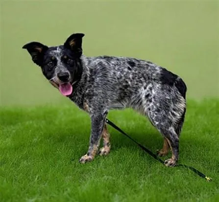A young medium-sized female Australian Cattle Dog / Blue Heeler dog named Lala for adoption in Castaic, CA