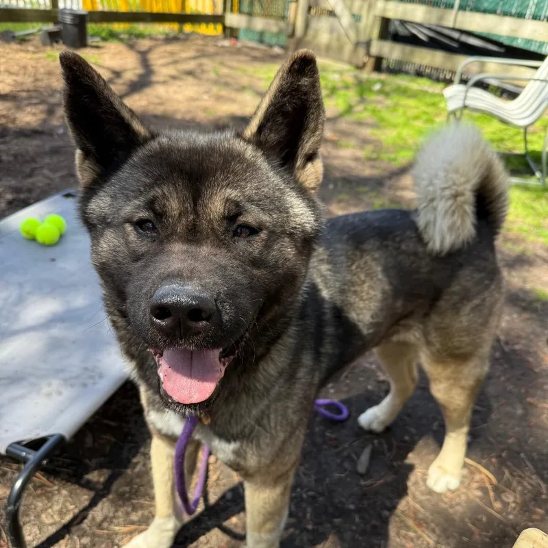 An adult large-sized female Black Akita dog named Truffle for adoption in Newark, NJ