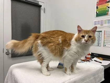 An adult large-sized male Orange / Red Domestic Long Hair cat named Percy for adoption in Kansas City, MO
