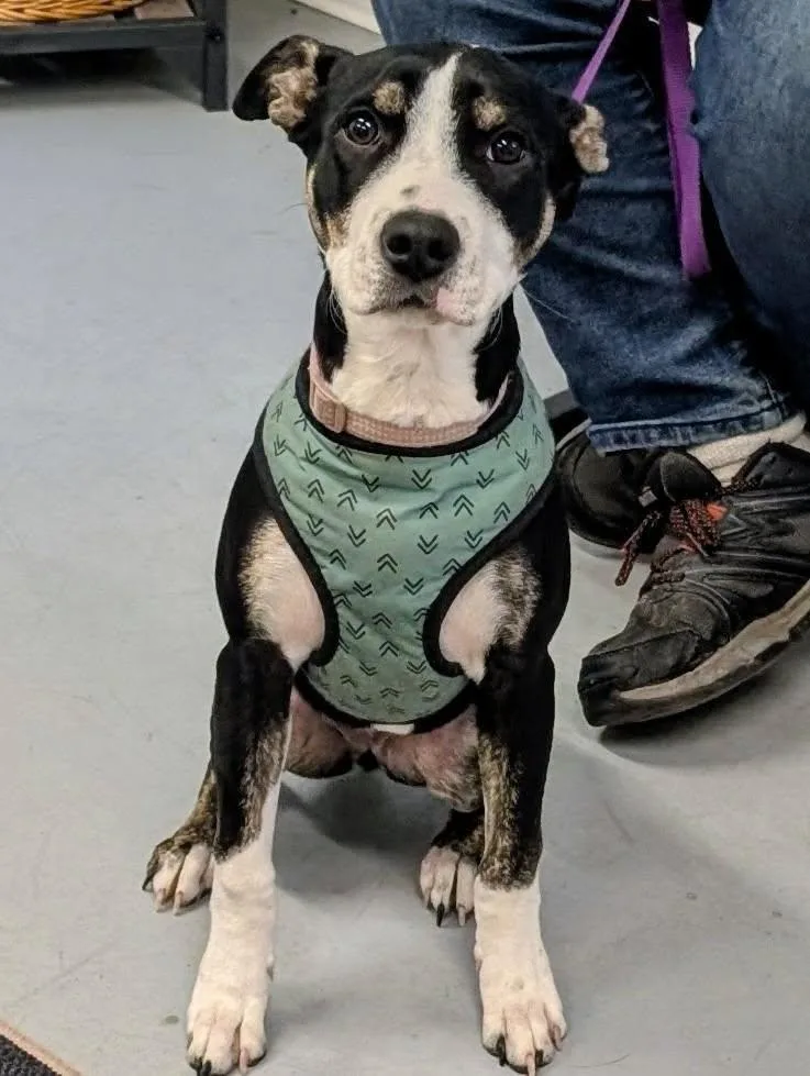 A young medium-sized female Hound dog named Kona for adoption in Shelby, MI