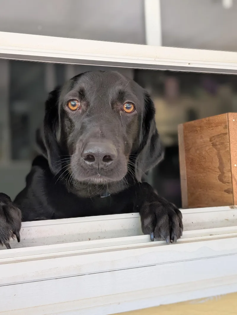 An adult medium-sized male Black Flat-Coated Retriever dog named Remington for adoption in Bloomingdale, GA