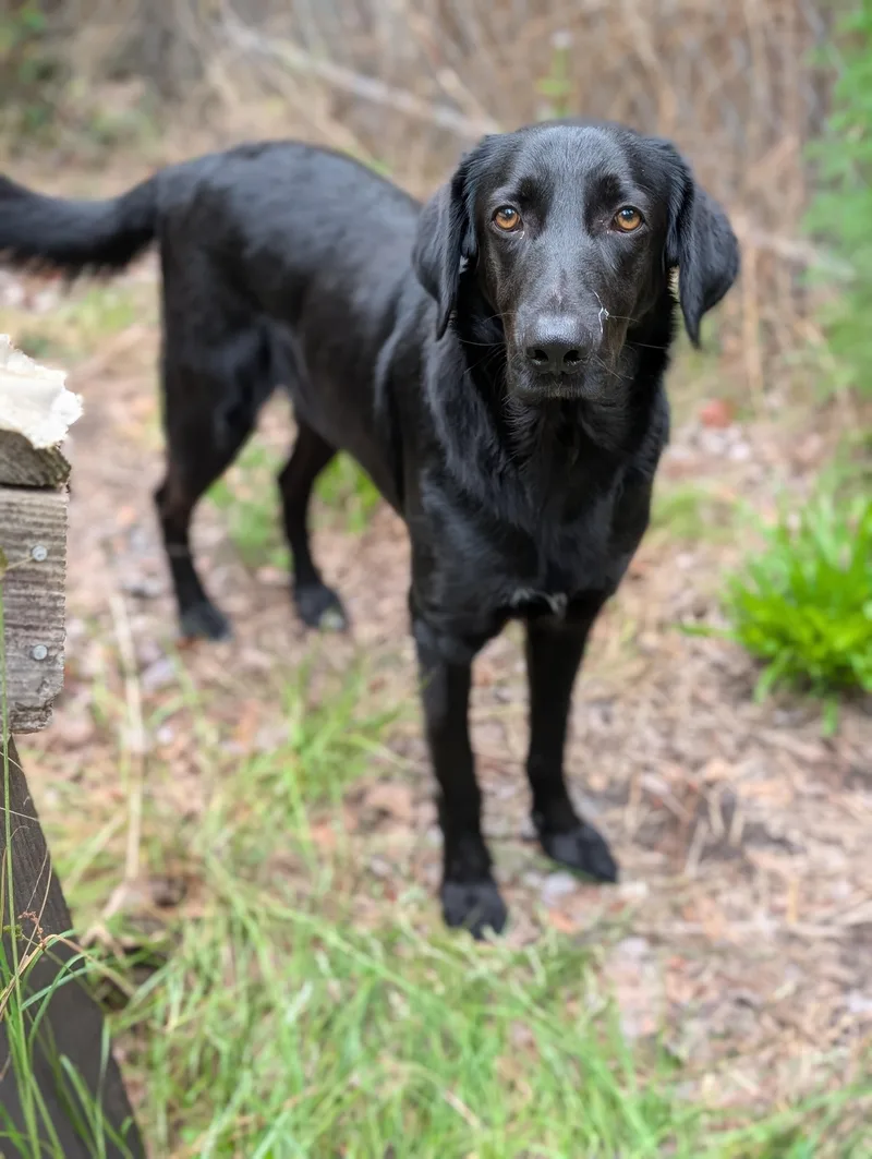 Remington thumbnail 2